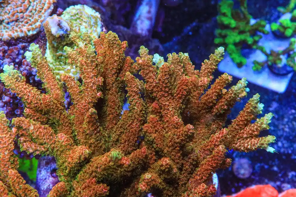 TSA Bill Murray Acropora Coral - Top Shelf Aquatics