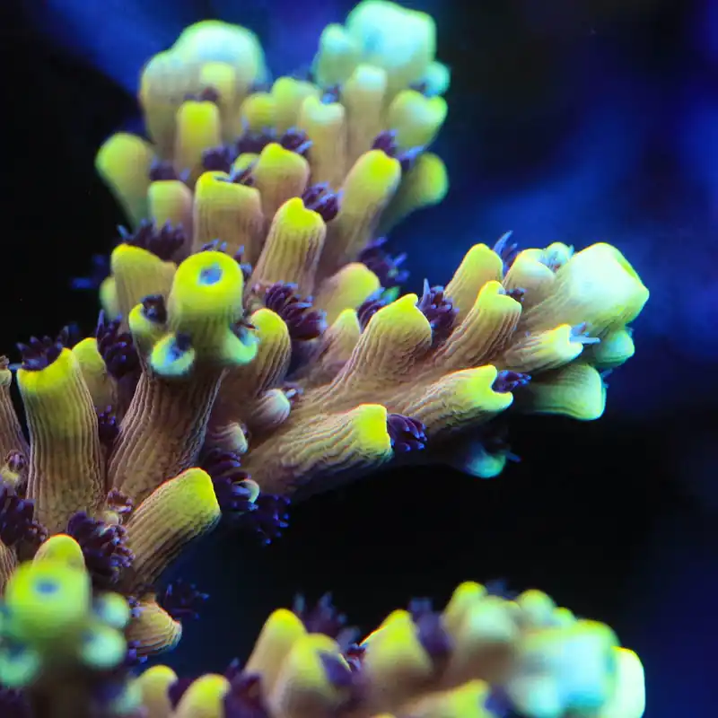 RRC Pink Cadillac Acropora Coral - Top Shelf Aquatics