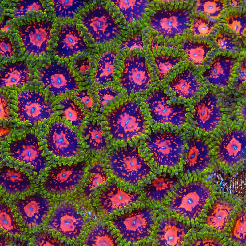 Marvin the Martian Zoanthids Coral - TSA Coral