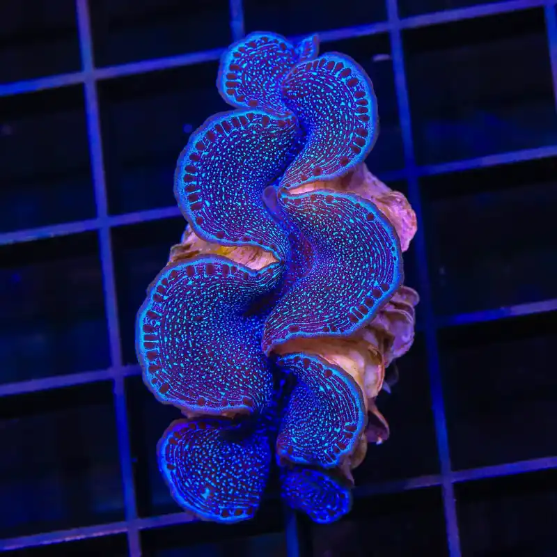 ORA Captive Bred Blue Maxima Clam 2" - Top Shelf Aquatics