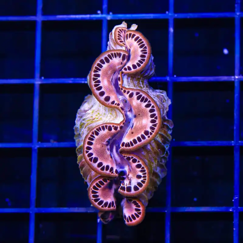 ORA Captive Bred Gold Maxima Clam 2" - Top Shelf Aquatics