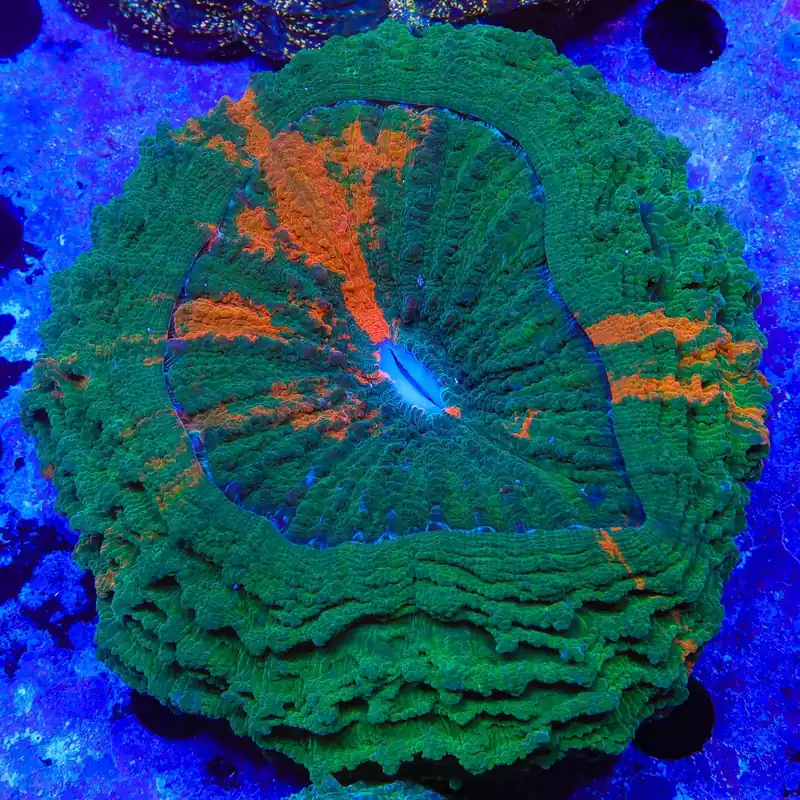 Ultra Acanthophyllia Coral - Top Shelf Aquatics