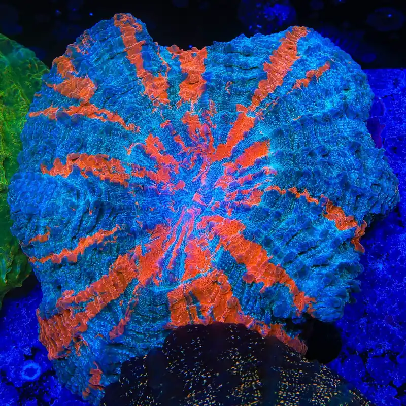 Ultra Acanthophyllia Coral - Top Shelf Aquatics