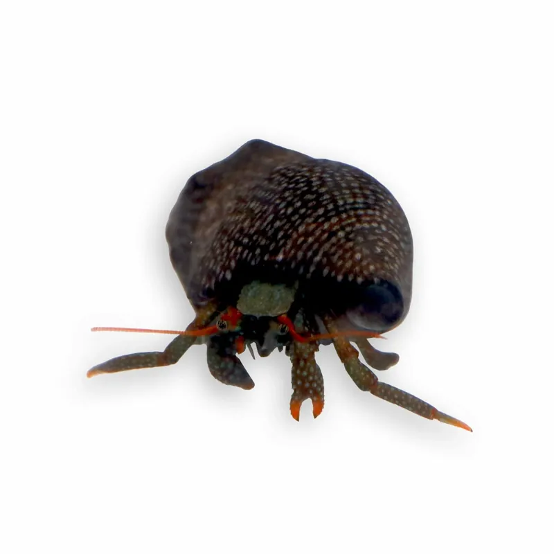 Red Leg Hermit Crab - TSA Inverts