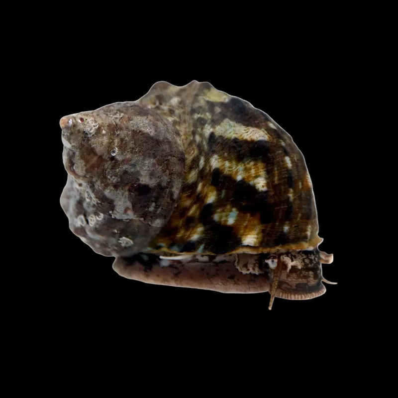 Mexican Turbo Snail - TSA Inverts