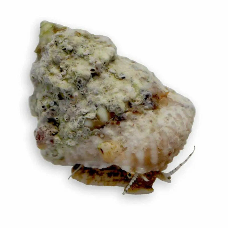 Astrea Snail - TSA Inverts