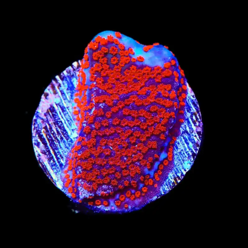 Superman Montipora Coral - TSA Coral