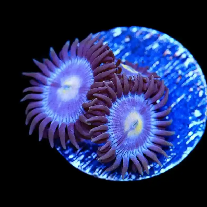 TSA Blueberry Zoanthids Coral - TSA Coral