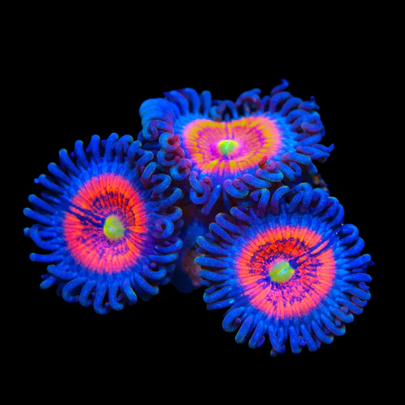 Everlasting Gobstopper Zoanthids Coral - TSA Coral