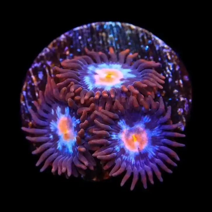 TSA Glow Pop Zoanthids Coral - TSA Coral