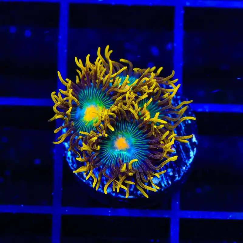 Green Bay Packer Zoanthids Coral - TSA Coral
