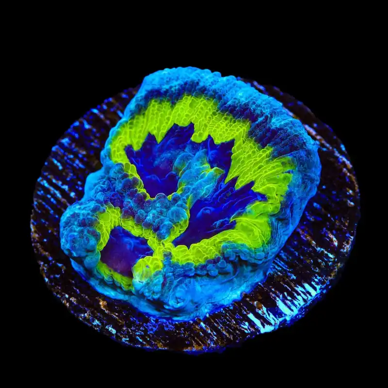 JF Purple People Eater Favia Coral - TSA Coral