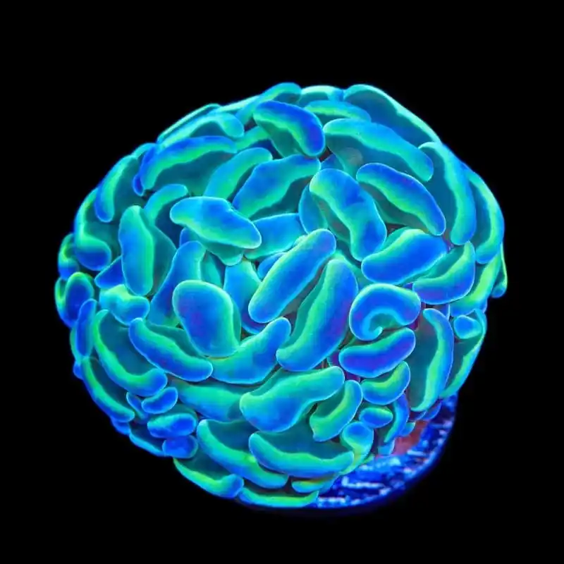 Hologram Hammer Coral - TSA Coral