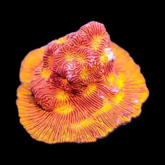 JF Lunar Landing Leptoseris Coral - TSA Coral