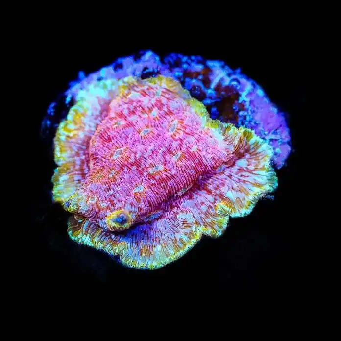 JF Klepto Lepto Leptoseris Coral - TSA Coral