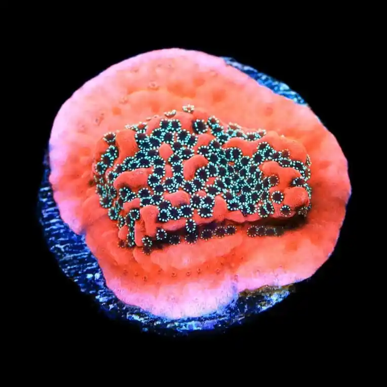 JF Silver Bullet Montipora Coral - TSA Coral
