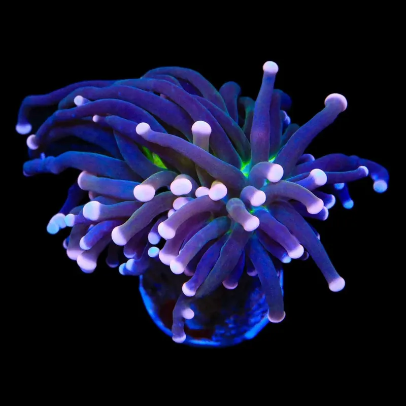 Malaysian Miami Torch Coral - TSA Coral