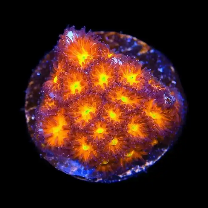 JF Spitfire Leptastrea Coral - TSA Coral
