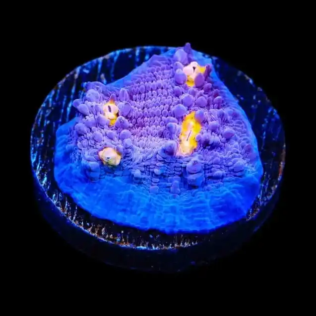 ORA Easter Egg Chalice Coral - TSA Coral