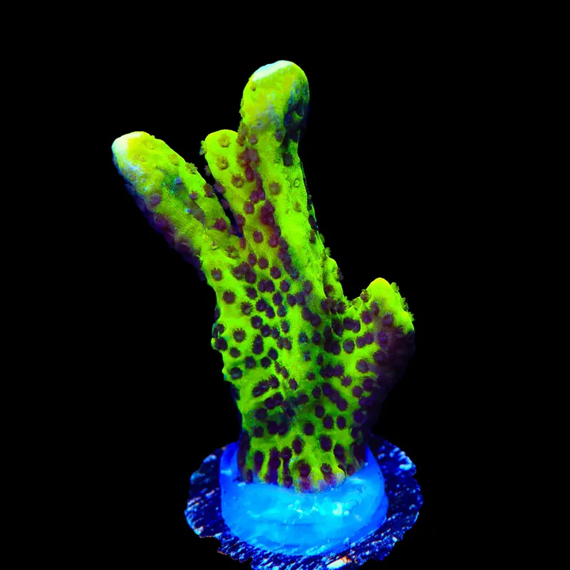 ORA Green Spongodes Montipora Coral - TSA Coral