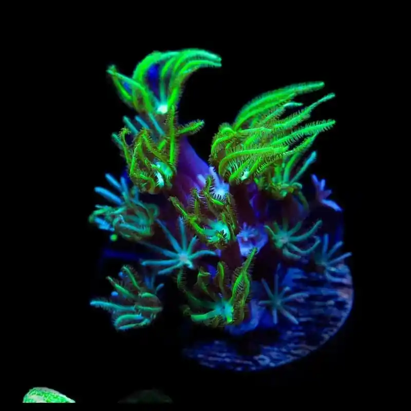 Green Aussie Pipe Organ Coral - TSA Coral
