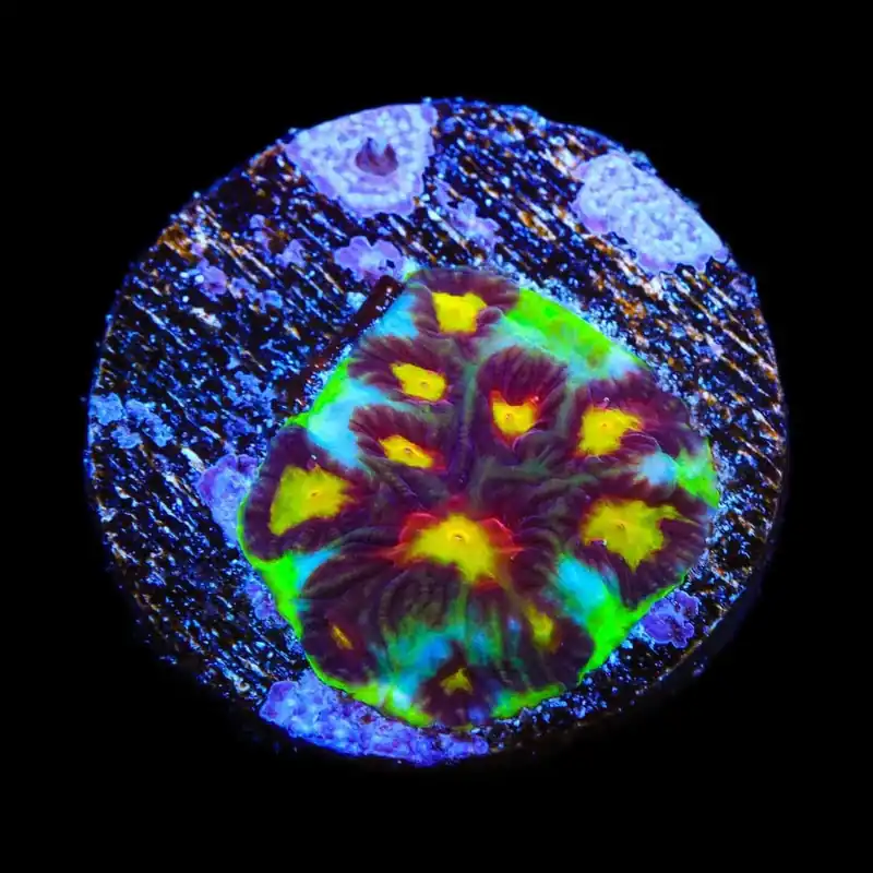 Skittles Favia Coral - TSA Coral