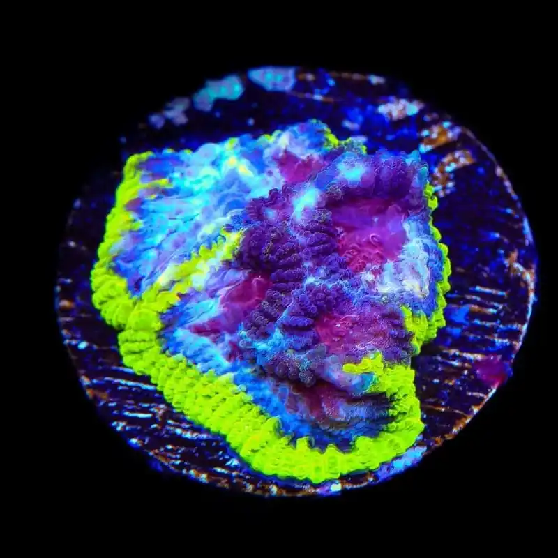 TSA Black Mamba Favia Coral - TSA Coral