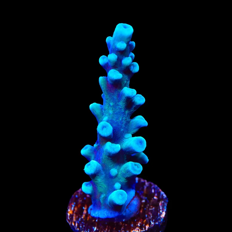 Oregon Blue Tort Acropora Coral - TSA Coral