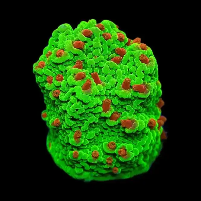 Seasons Greetings Montipora Coral - TSA Coral