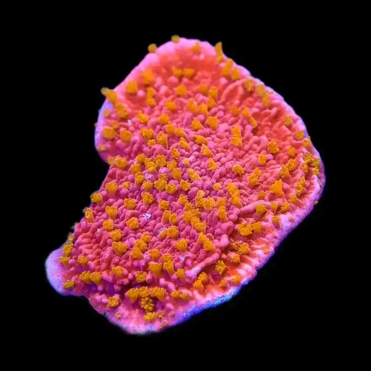 Reeftech Starburst Montipora Coral - TSA Coral