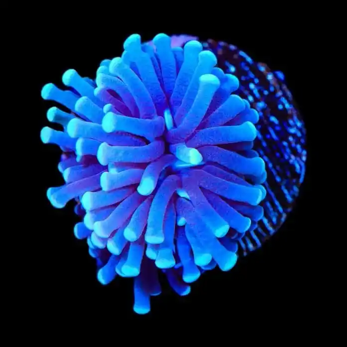 TSA Blue Torch Coral - TSA Coral
