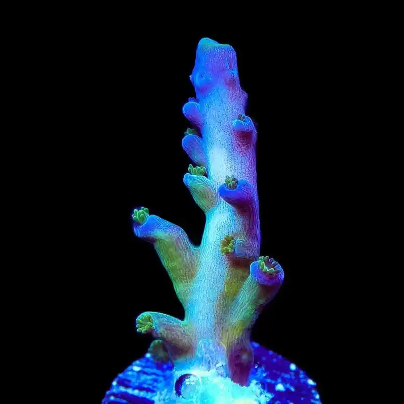 TSA Ice Tort Acropora Coral - TSA Coral