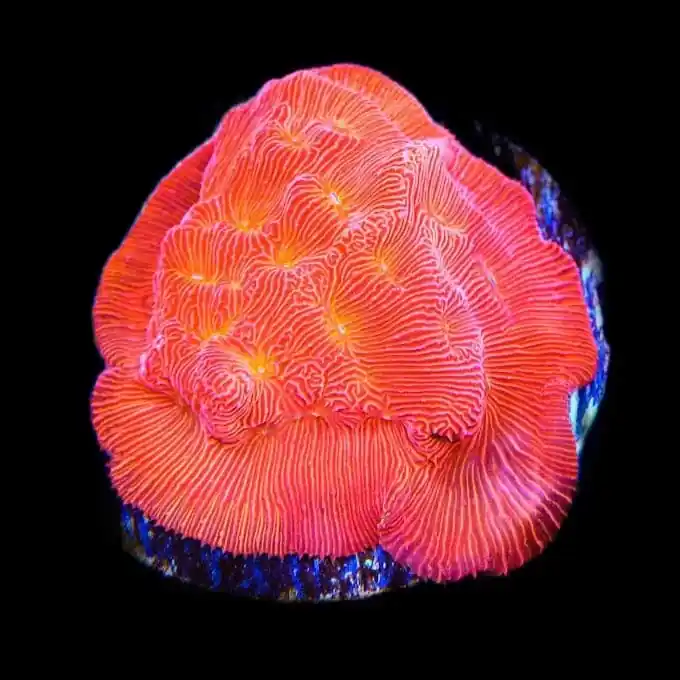TSA Blood Simple Leptoseris Coral - TSA Coral