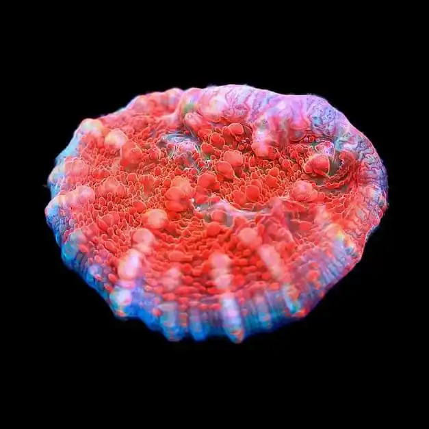 TSA Wildfire Chalice Coral - TSA Coral
