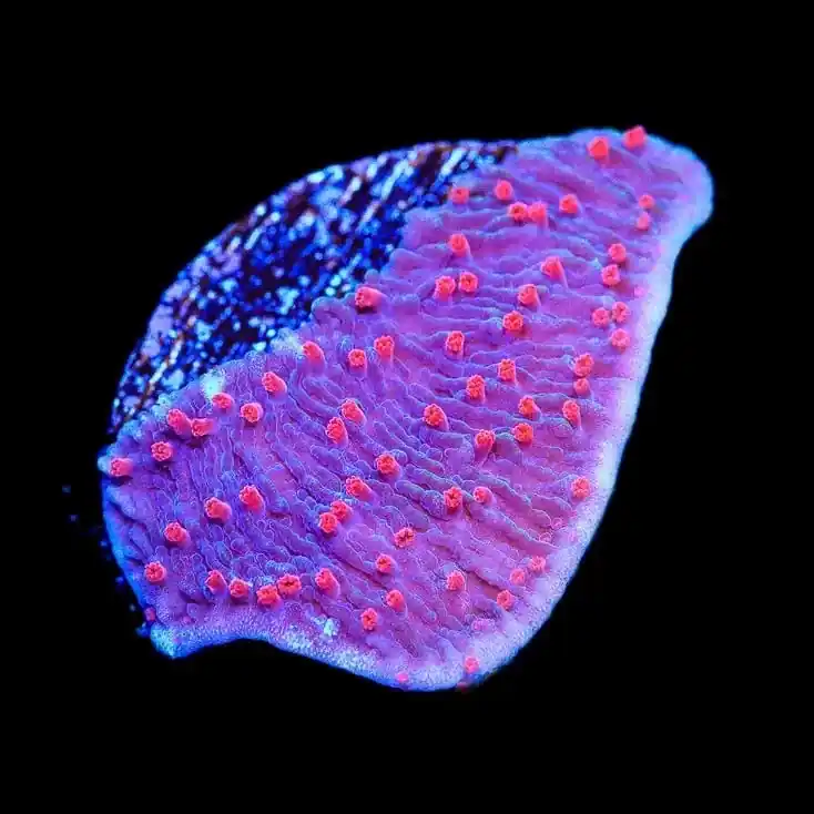 TSA Periwinkle Passion Montipora Cap Coral - TSA Coral