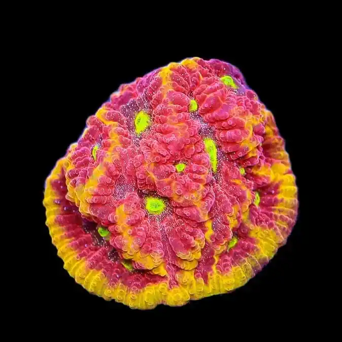 TSA Inferno Favia Coral - TSA Coral