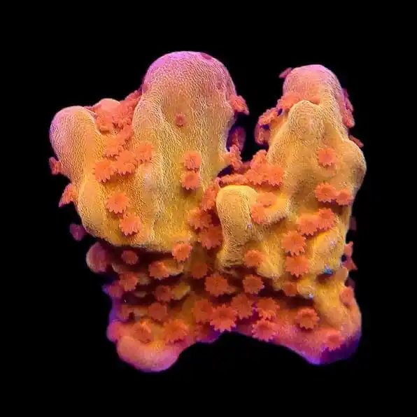 TSA Orange Peel Setosa Montipora Coral - TSA Coral