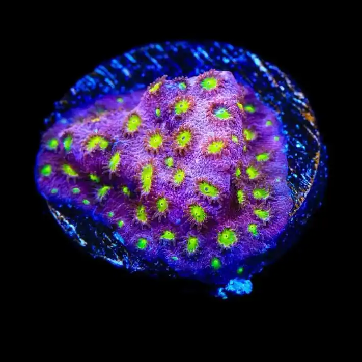 CB Bling Bling Cyphastrea Coral - TSA Coral
