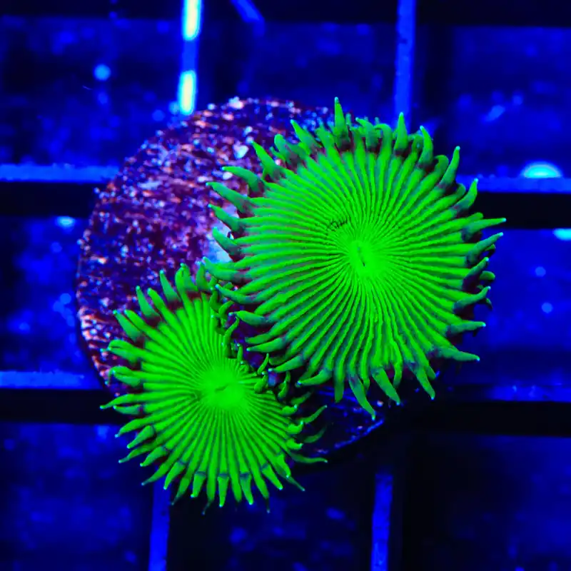 TSA Green Implosion Palythoa Coral - TSA Coral