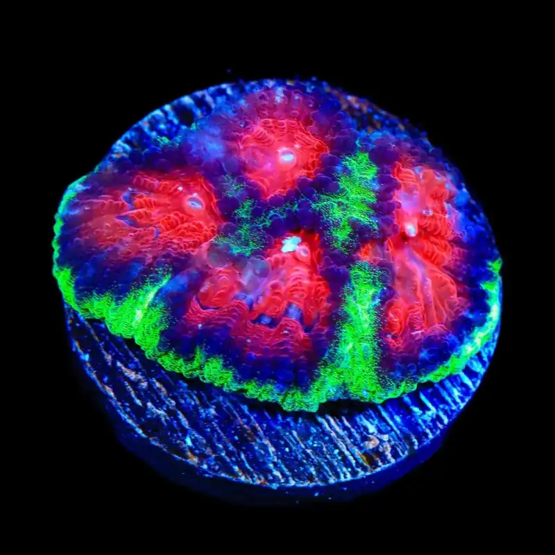 Christmas Favia Coral - TSA Coral