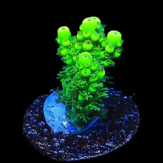 TSA Pineapple Juice Acropora Coral - TSA Coral
