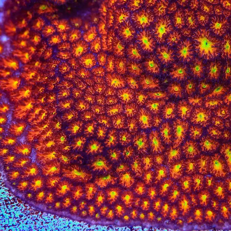 JF Spitfire Leptastrea Coral - TSA Coral