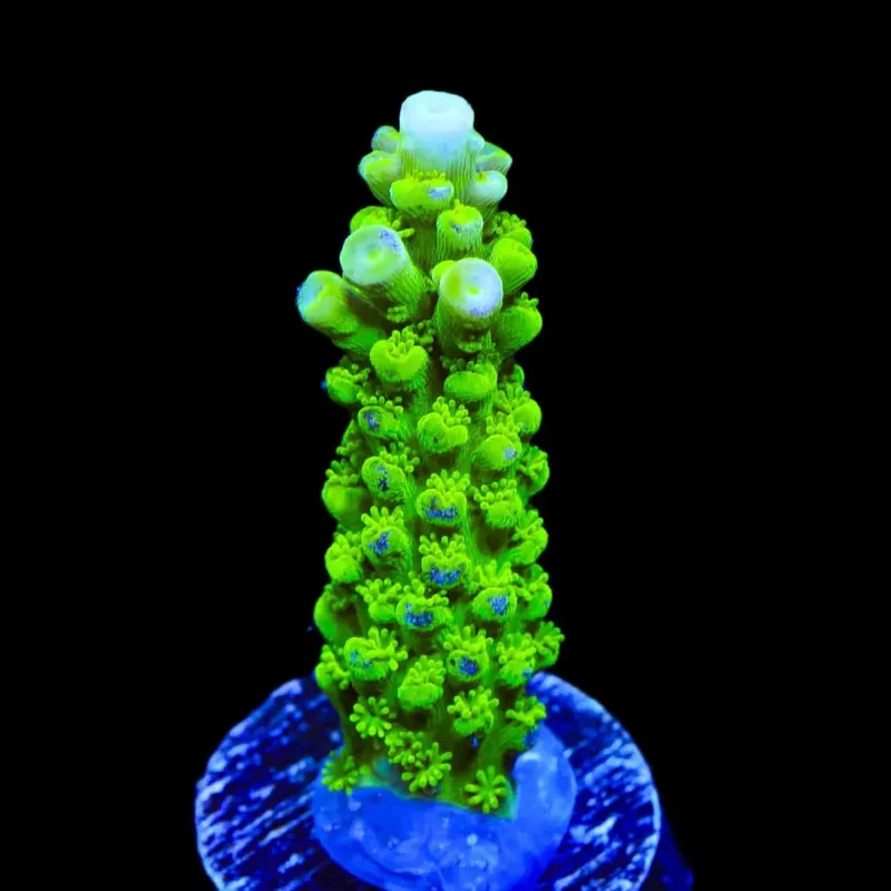 Green Slimer Stag Acropora Coral - TSA Coral