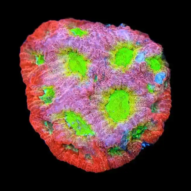 JF Fairy Ring Favia Coral - TSA Coral