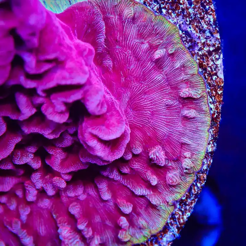 JF Klepto Lepto Leptoseris Coral - TSA Coral