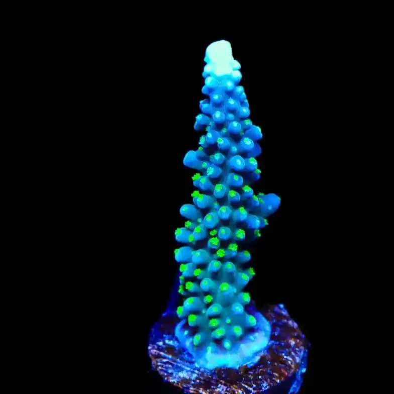 TSA Snozzberry Acropora Coral - TSA Coral
