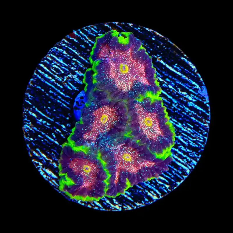 TSA Infection Favia Coral - TSA Coral