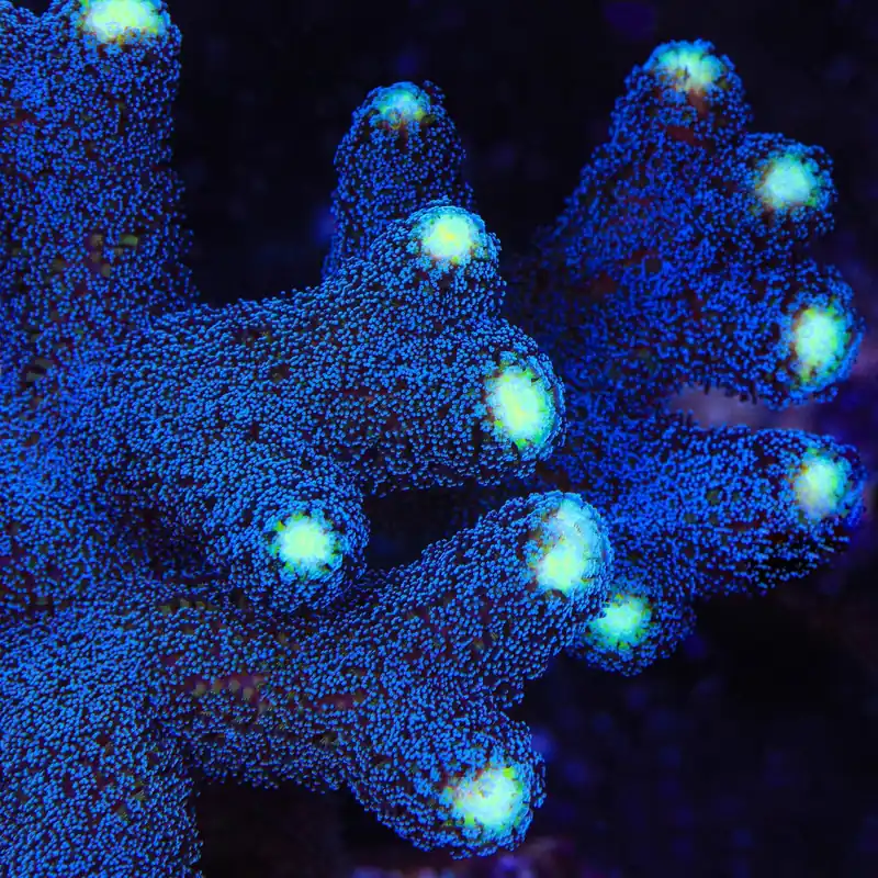 TSA Blueberry Stylophora Coral - TSA Coral