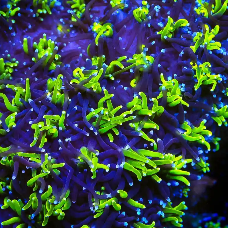TSA Mardi Gras Galaxea Coral - TSA Coral