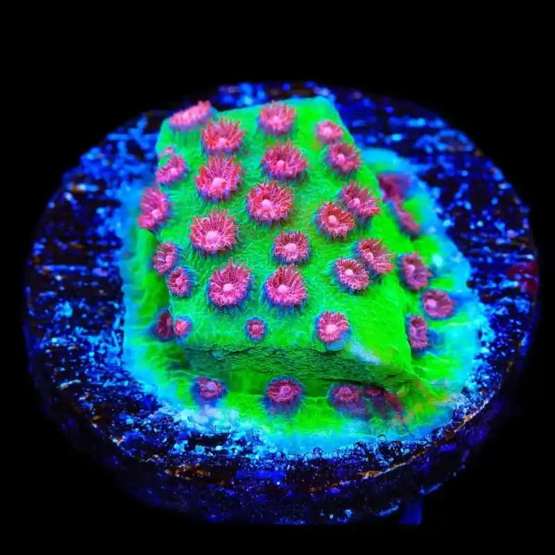 TSA South Beach Cyphastrea Coral - TSA Coral